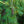 Load image into Gallery viewer, Pendula Eastern White Pine