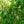 Load image into Gallery viewer, Weeping European Beech - Beech - Shade Trees