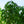 Load image into Gallery viewer, Weeping European Beech - Beech - Shade Trees