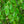 Load image into Gallery viewer, Weeping European Beech - Beech - Shade Trees