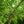 Load image into Gallery viewer, Weeping Ginkgo