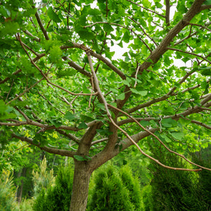 Weeping Ginkgo