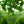Load image into Gallery viewer, Weeping Ginkgo