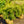 Load image into Gallery viewer, Weeping Hemlock - Hemlock - Conifers