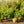 Load image into Gallery viewer, Weeping Hemlock - Hemlock - Conifers