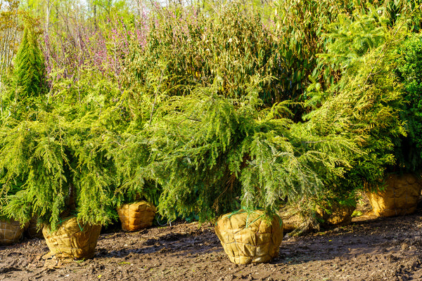 Weeping Hemlock - Hemlock - Conifers