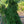 Load image into Gallery viewer, Weeping Canadian Hemlock