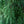 Load image into Gallery viewer, Weeping Canadian Hemlock
