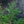 Load image into Gallery viewer, Weeping Canadian Hemlock