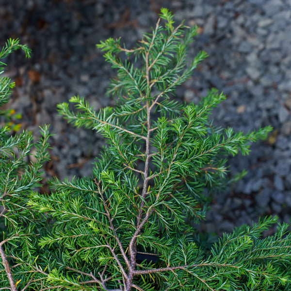 Weeping Canadian Hemlock