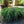Load image into Gallery viewer, Weeping Canadian Hemlock
