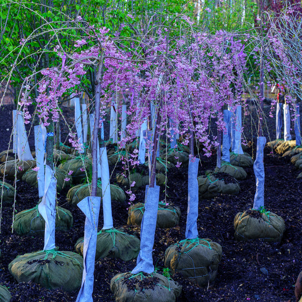 Weeping Higan Flowering Cherry - Cherry - Flowering Trees