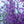 Load image into Gallery viewer, Weeping Higan Flowering Cherry - Cherry - Flowering Trees