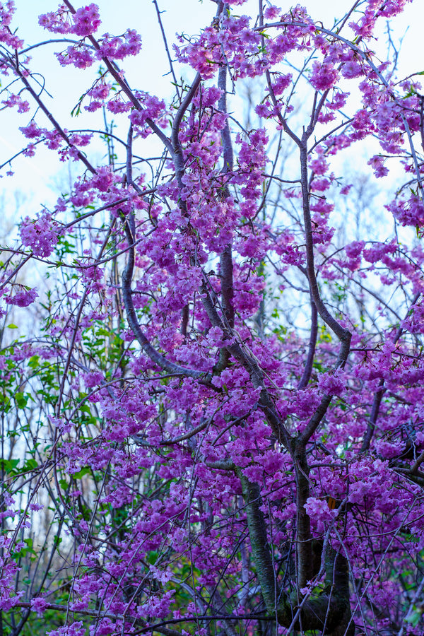Weeping Higan Flowering Cherry - Cherry - Flowering Trees