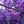 Load image into Gallery viewer, Weeping Higan Flowering Cherry - Cherry - Flowering Trees