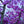 Load image into Gallery viewer, Weeping Higan Flowering Cherry - Cherry - Flowering Trees