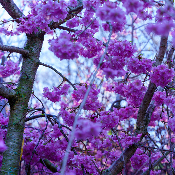 Weeping Higan Flowering Cherry - Cherry - Flowering Trees