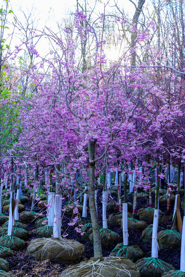 Weeping Higan Flowering Cherry - Cherry - Flowering Trees