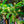 Load image into Gallery viewer, Weeping Higan Flowering Cherry - Cherry - Flowering Trees