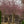 Load image into Gallery viewer, Weeping Higan Flowering Cherry