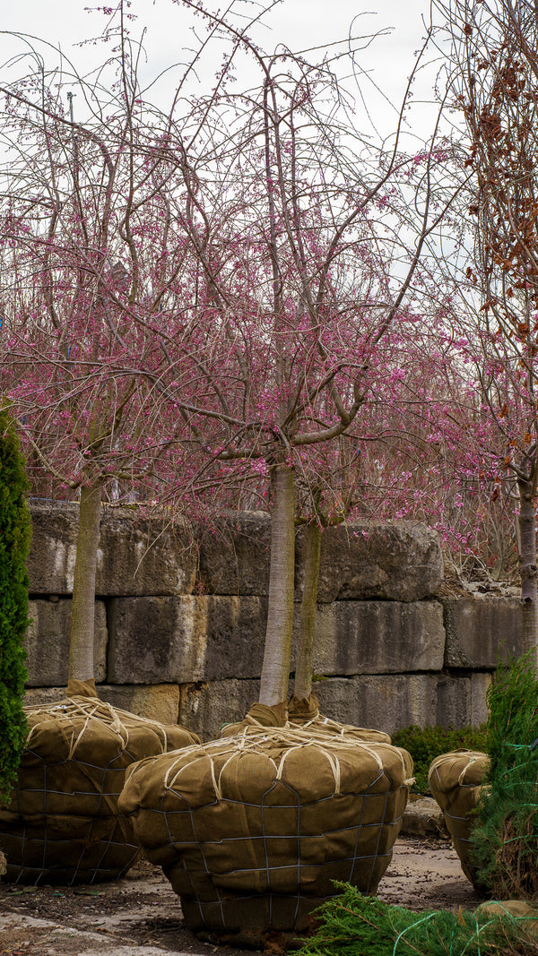 Weeping Higan Cherry