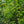 Load image into Gallery viewer, Weeping Kousa Dogwood