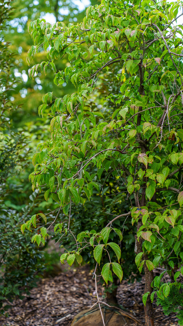 Weeping Kousa Dogwood