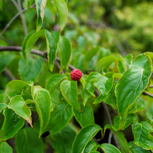 Weeping Kousa Dogwood