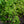 Load image into Gallery viewer, Weeping Kousa Dogwood