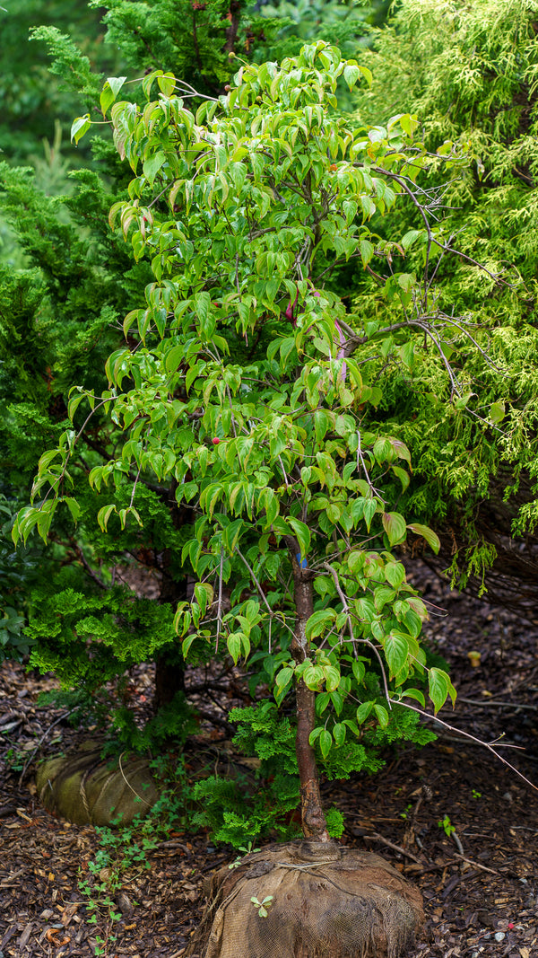 Weeping Kousa Dogwood