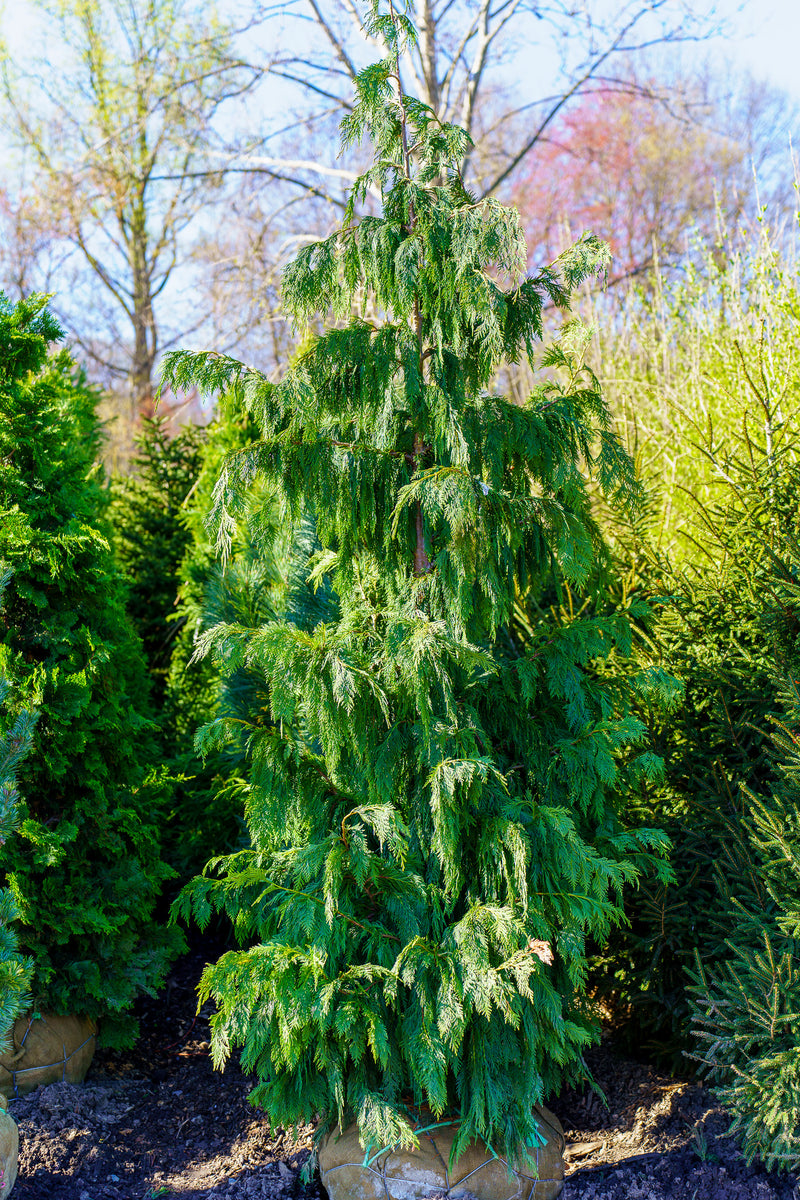 semaglutide cypress Weeping Alaska Cedar – Plant Detectives semaglutide cypress Weeping Alaska Cedar – Plant Detectives