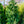 Load image into Gallery viewer, Weeping Nootka Cypress - Cypress - Conifers