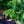 Load image into Gallery viewer, Weeping Nootka Cypress - Cypress - Conifers