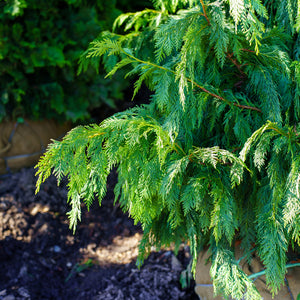 Weeping Nootka Cypress - Cypress - Conifers