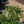 Load image into Gallery viewer, Weeping Norway Spruce
