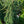 Load image into Gallery viewer, Weeping Norway Spruce