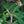 Load image into Gallery viewer, Weeping Norway Spruce