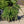 Load image into Gallery viewer, Weeping Norway Spruce