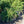 Load image into Gallery viewer, Weeping Norway Spruce