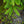 Load image into Gallery viewer, Weeping Norway Spruce