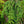 Load image into Gallery viewer, Weeping Norway Spruce