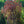 Load image into Gallery viewer, Weeping Purple European Beech - Beech - Shade Trees
