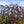 Load image into Gallery viewer, Weeping Purple European Beech - Beech - Shade Trees