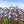 Load image into Gallery viewer, Weeping Purple European Beech - Beech - Shade Trees
