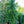 Load image into Gallery viewer, Weeping Serbian Spruce