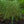 Load image into Gallery viewer, Weeping Willow