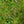 Load image into Gallery viewer, Weeping Willow