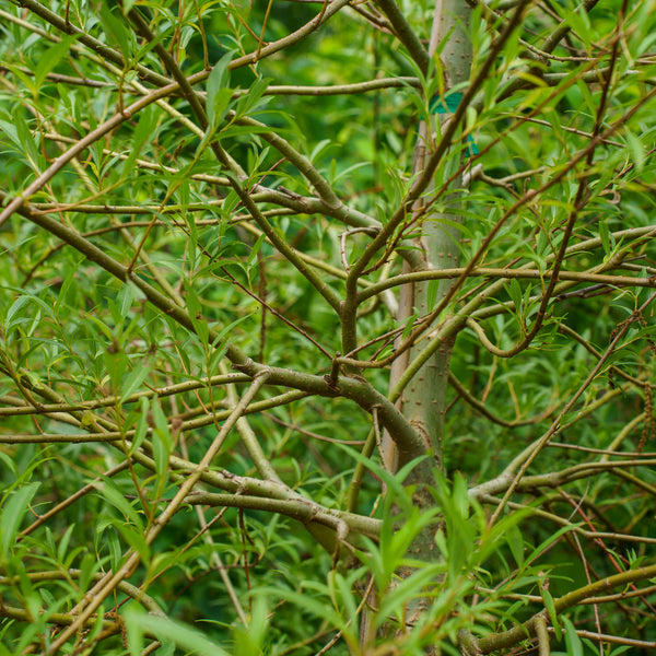Weeping Willow