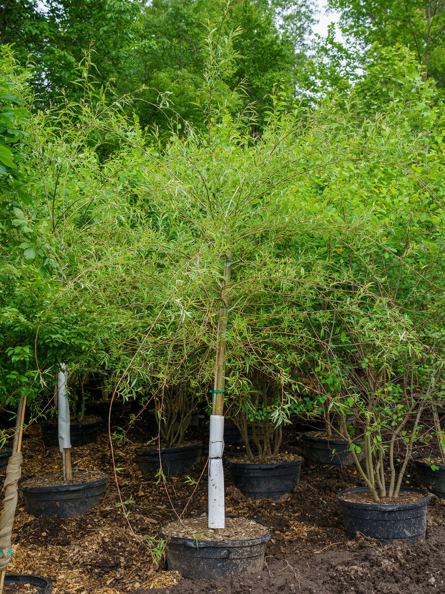 Babylon Weeping Willow – Plant Detectives