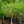 Load image into Gallery viewer, Weeping Willow